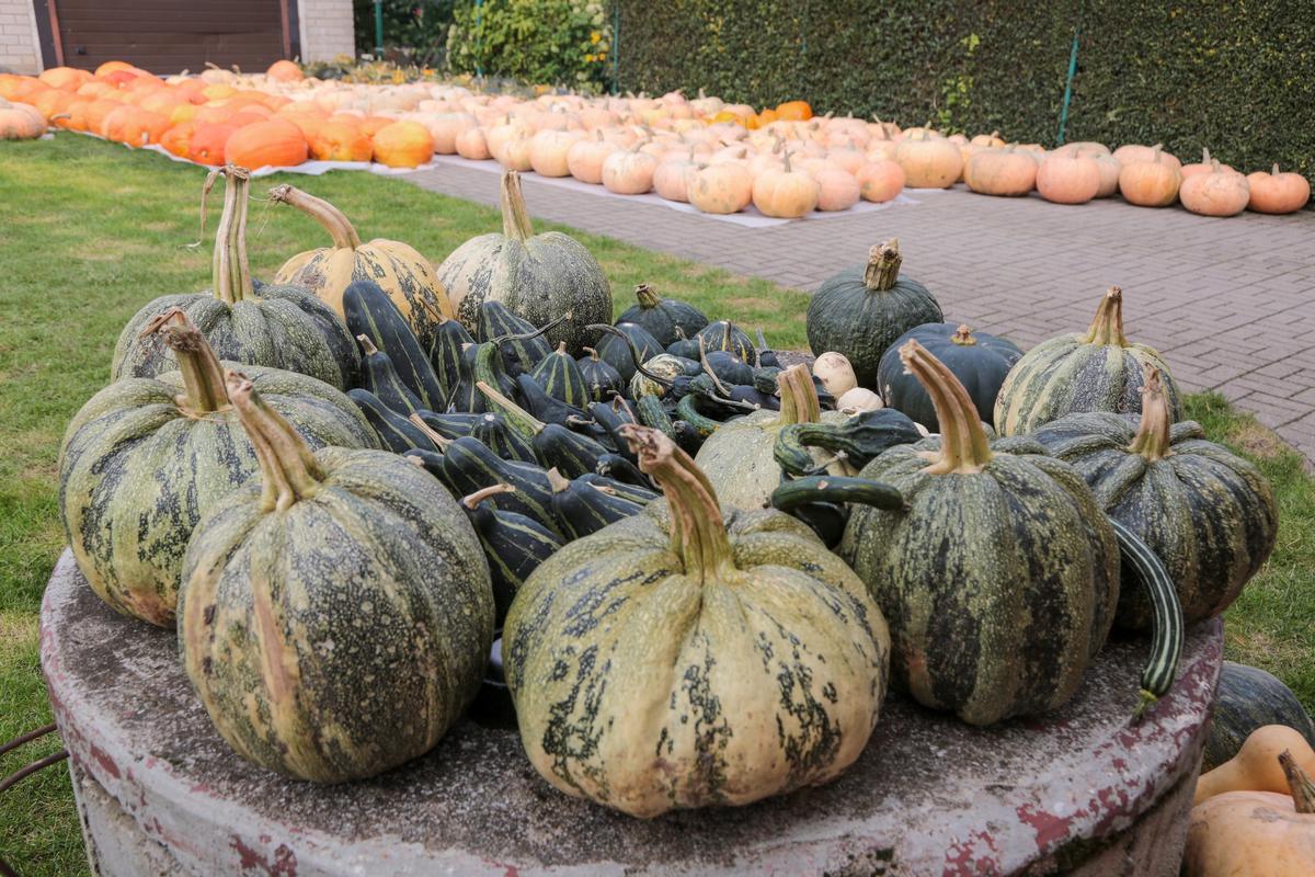 Dekoratyviniai moliūgai – kiemų ir rudens kompozicijų puošmena. Jie išgraibstomi pirmieji.
