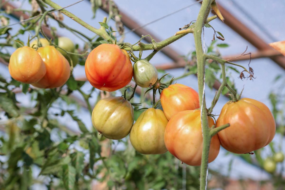 Šiltnamyje dar raudonuoja pomidorų kekės.