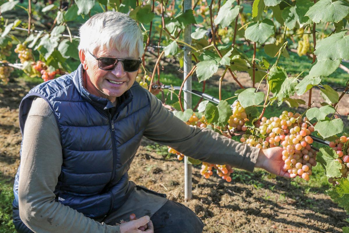 Rimanto Plečkaičio pasididžiavimas – reikliosios vynuogės, iš kurių jis gamina vyną. Jo paskanauti privilegija tenka draugams ir bičiuliams.